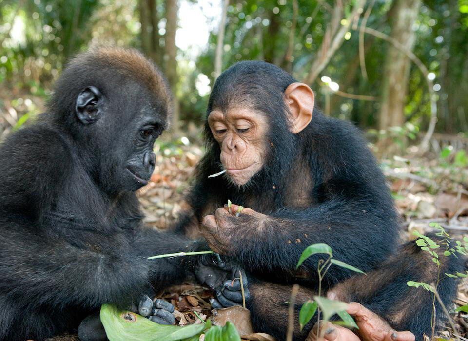 Why Mountain Gorillas and Chimpanzees Don’t Live Together