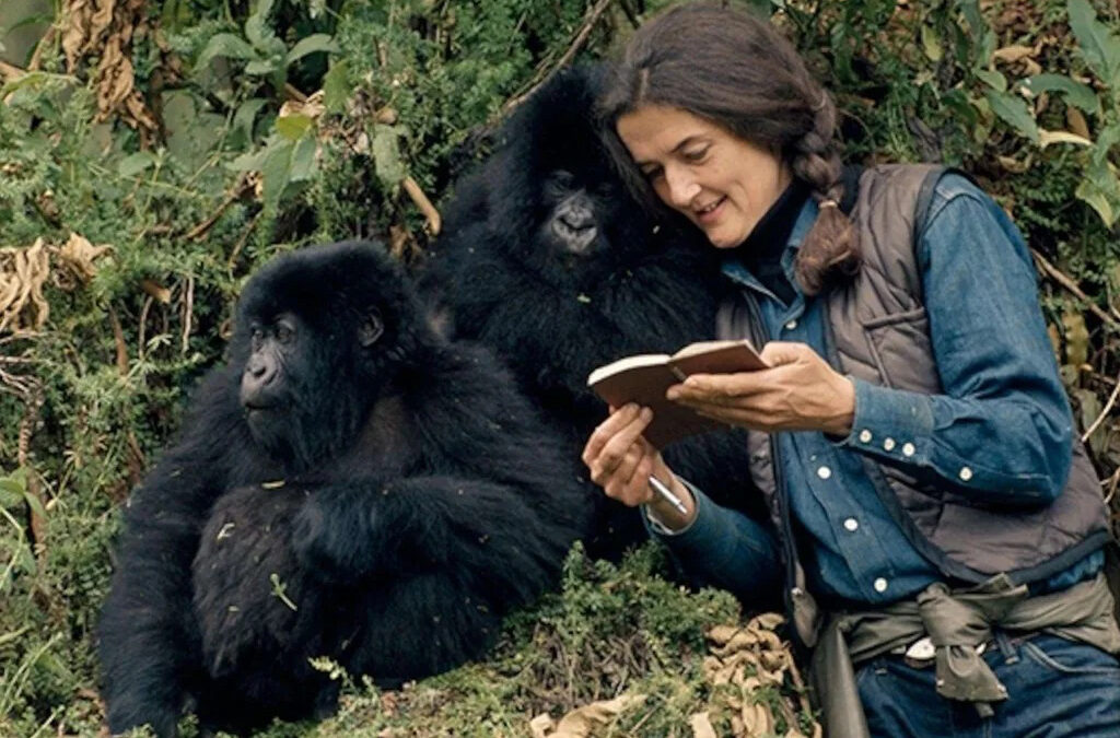 How Gorilla Trekking Benefits Conservation