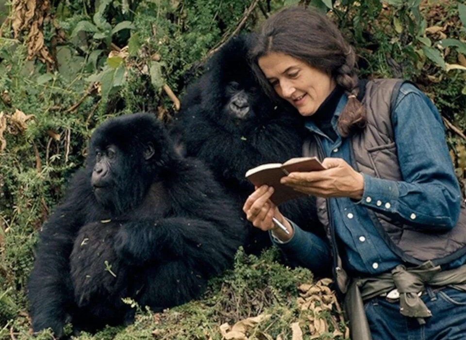 How Gorilla Trekking Benefits Conservation