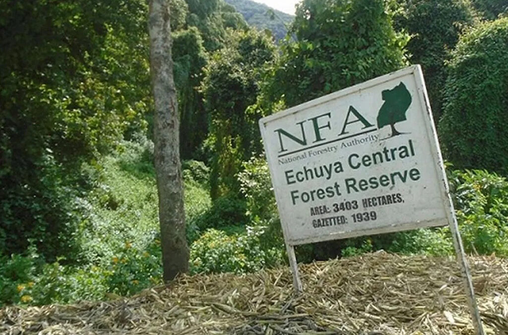 Why visit Echuya Forest Reserve on your Uganda Birding Safari