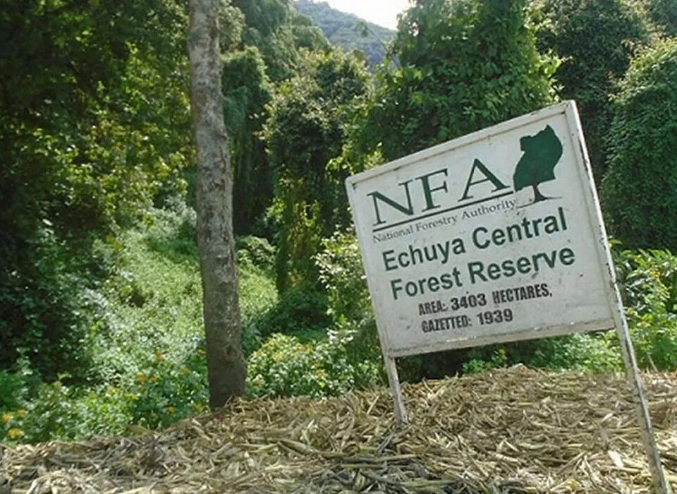 Why visit Echuya Forest Reserve on your Uganda Birding Safari