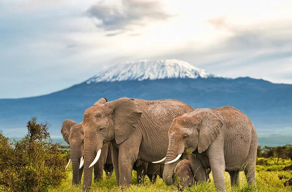 Facts about Mount Kilimanjaro Elevation, Deaths, Weather, History and Records