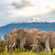 Facts about Mount Kilimanjaro Elevation, Deaths, Weather, History and Records