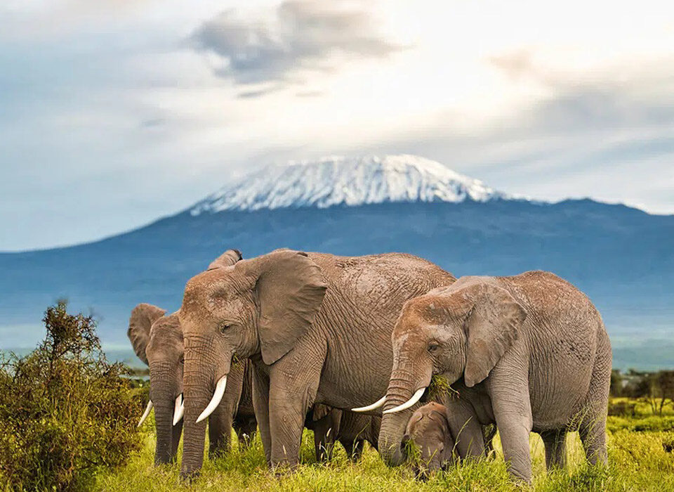 Facts about Mount Kilimanjaro Elevation, Deaths, Weather, History and Records