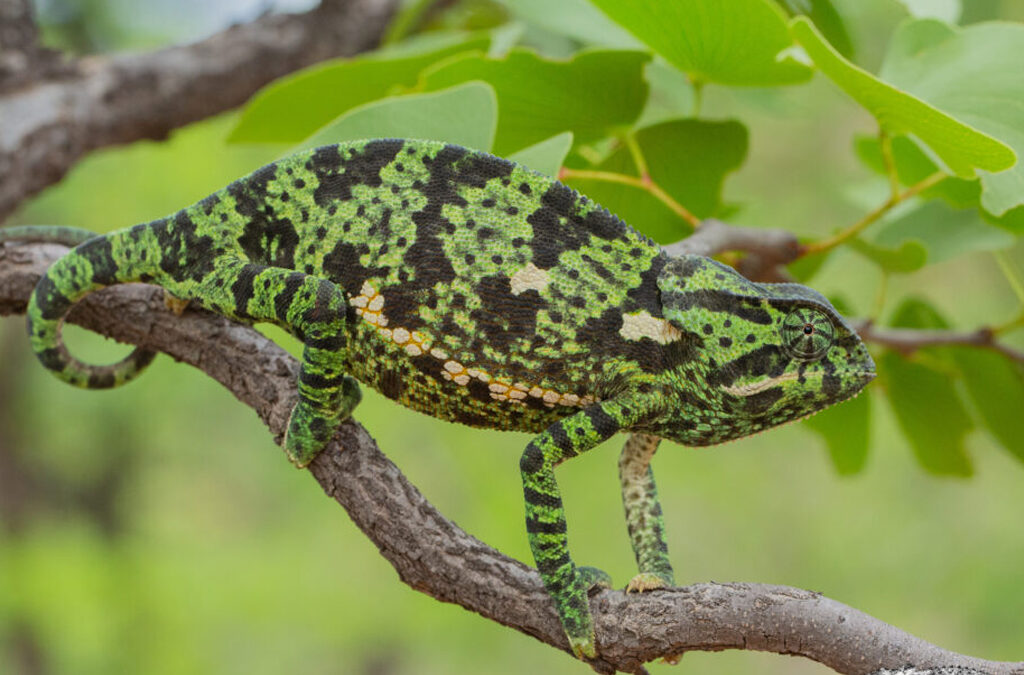 Fascinating Facts About the Flap-Neck Chameleon