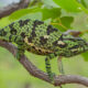 Fascinating Facts About the Flap-Neck Chameleon