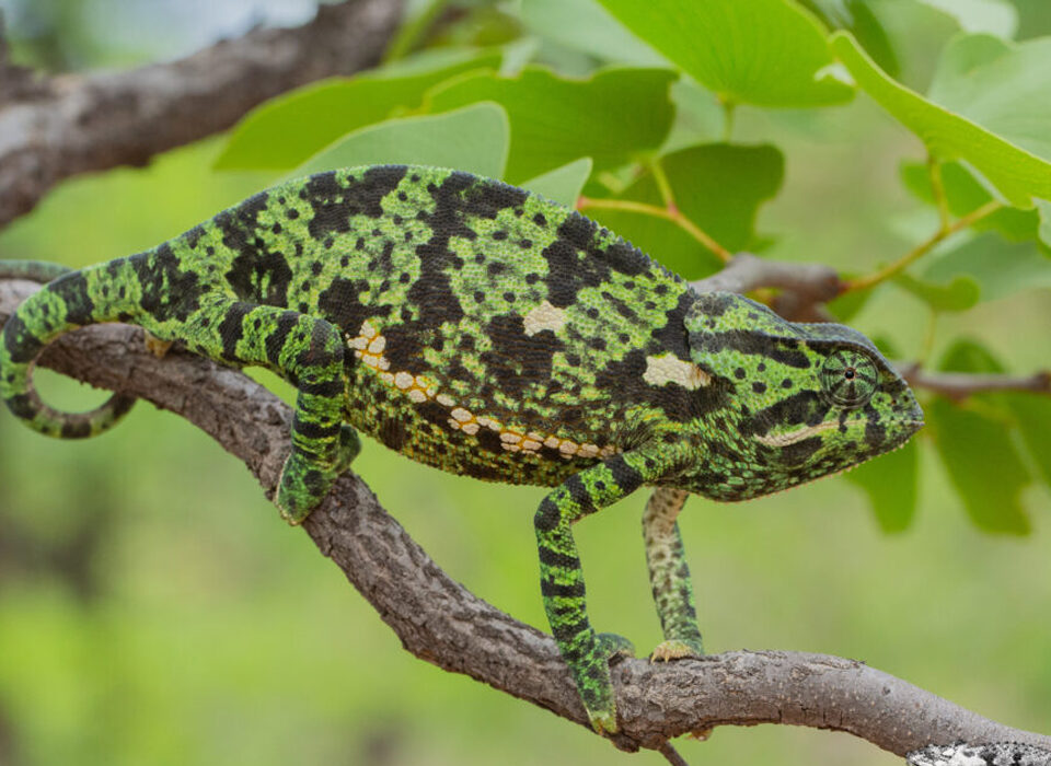 Fascinating Facts About the Flap-Neck Chameleon
