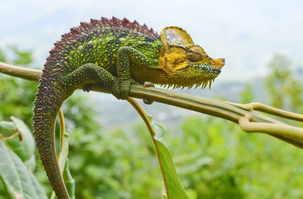 Flora and Fauna in the Rwenzori Mountains