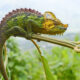 Flora and Fauna in the Rwenzori Mountains