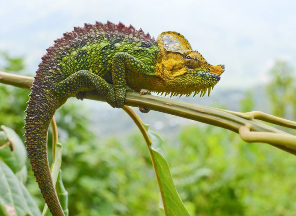 Flora and Fauna in the Rwenzori Mountains