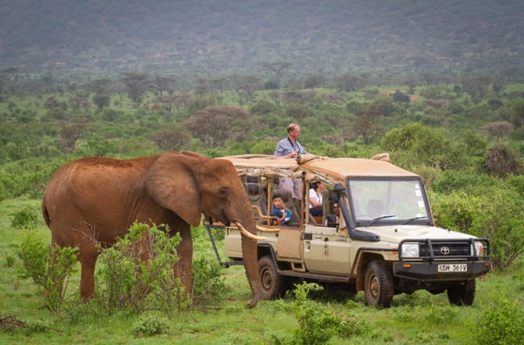 What Happens on Safari Game Drives?