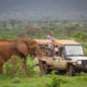 What Happens on Safari Game Drives?