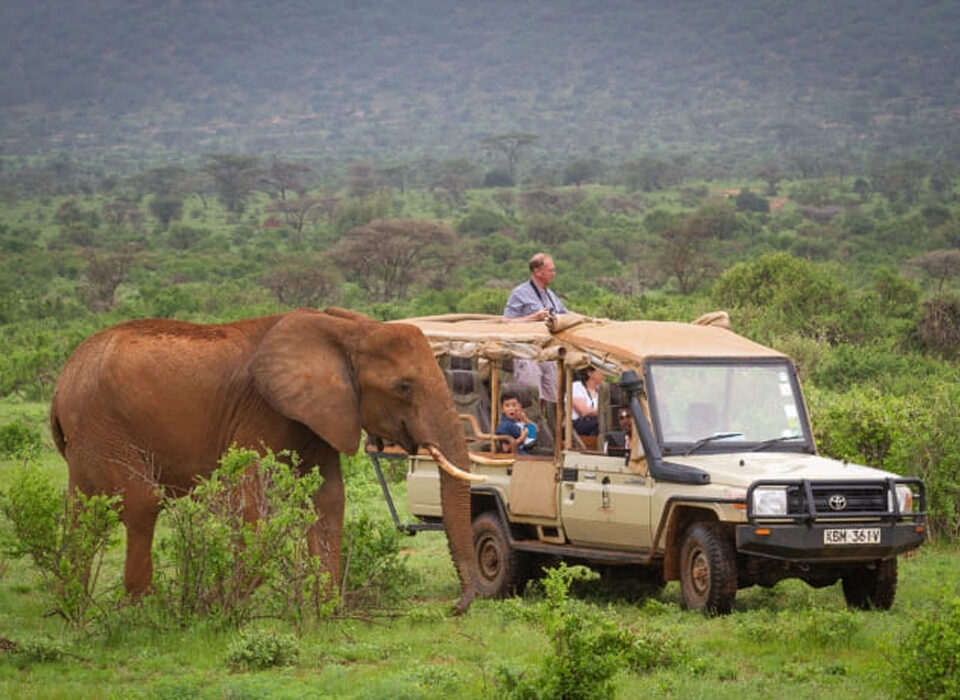What Happens on Safari Game Drives?