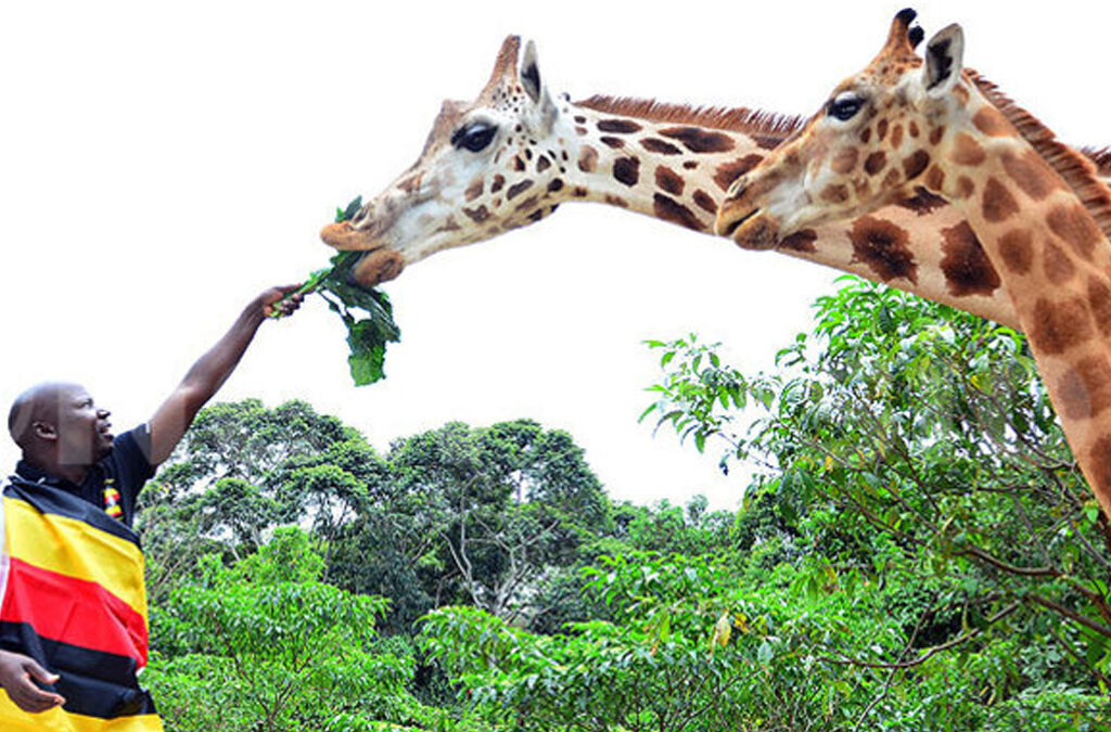 Unveiling the Majestic Giraffe in Uganda