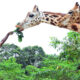 Unveiling the Majestic Giraffe in Uganda