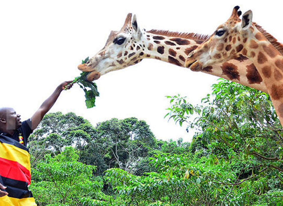 Unveiling the Majestic Giraffe in Uganda