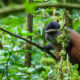 Group vs Private Golden Monkey Trekking in Rwanda