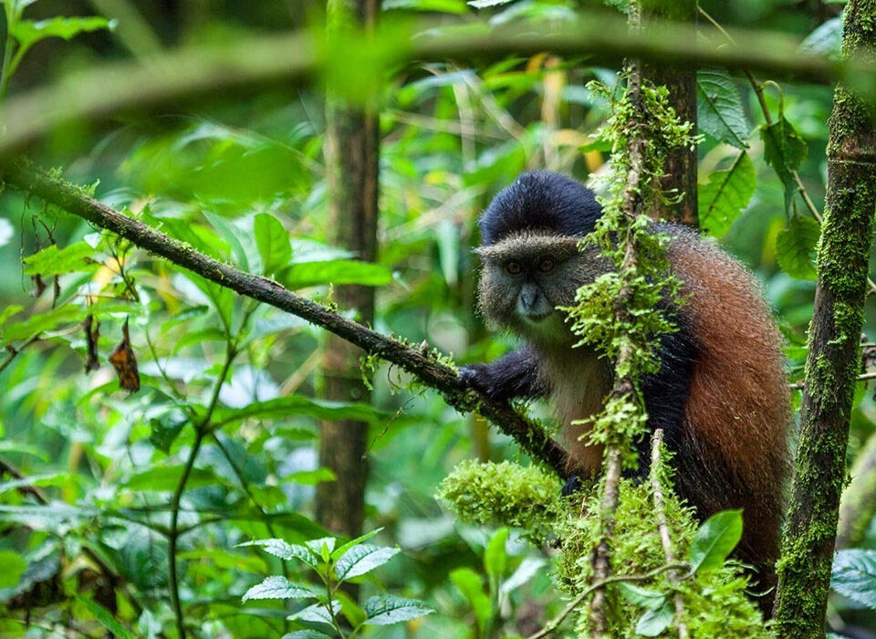 Group vs Private Golden Monkey Trekking in Rwanda