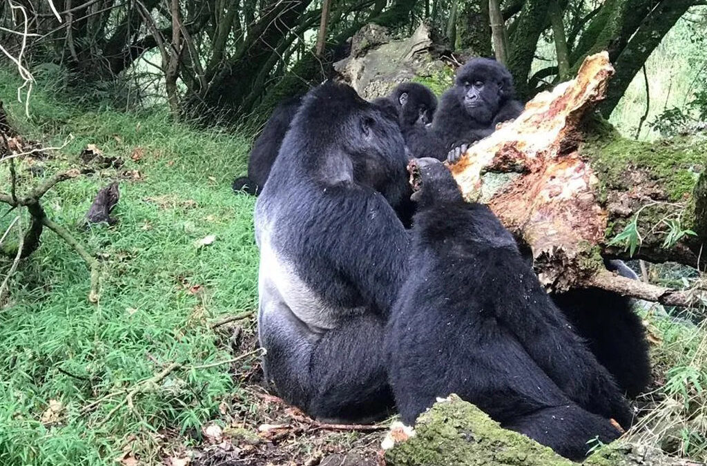 Why Do Silverback Gorillas Fight?