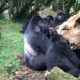 Why Do Silverback Gorillas Fight?