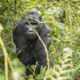 Difference Between a One-Hour and Four-Hour Gorilla Trekking Experience in Uganda