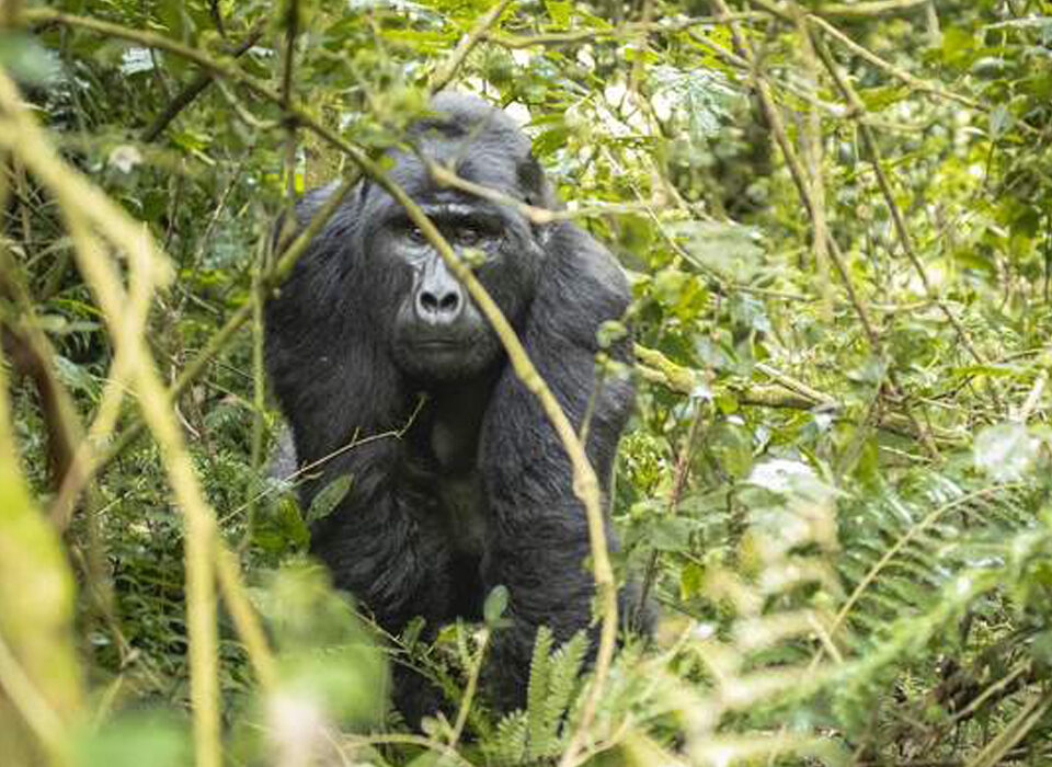 Difference Between a One-Hour and Four-Hour Gorilla Trekking Experience in Uganda