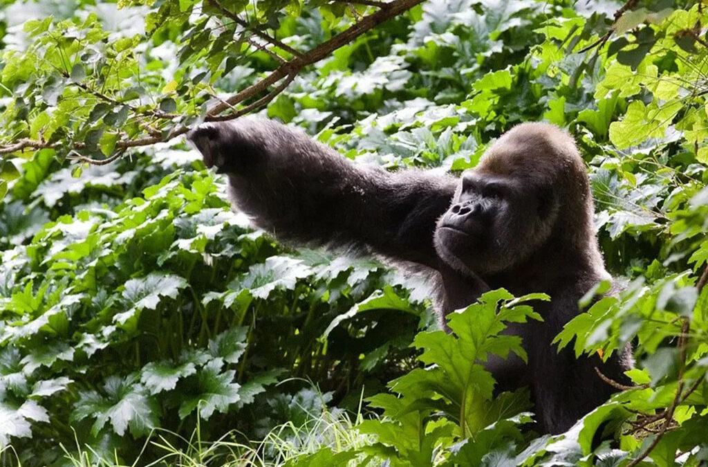 What Is the Most Aggressive Type of Gorilla?