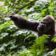 What Is the Most Aggressive Type of Gorilla?
