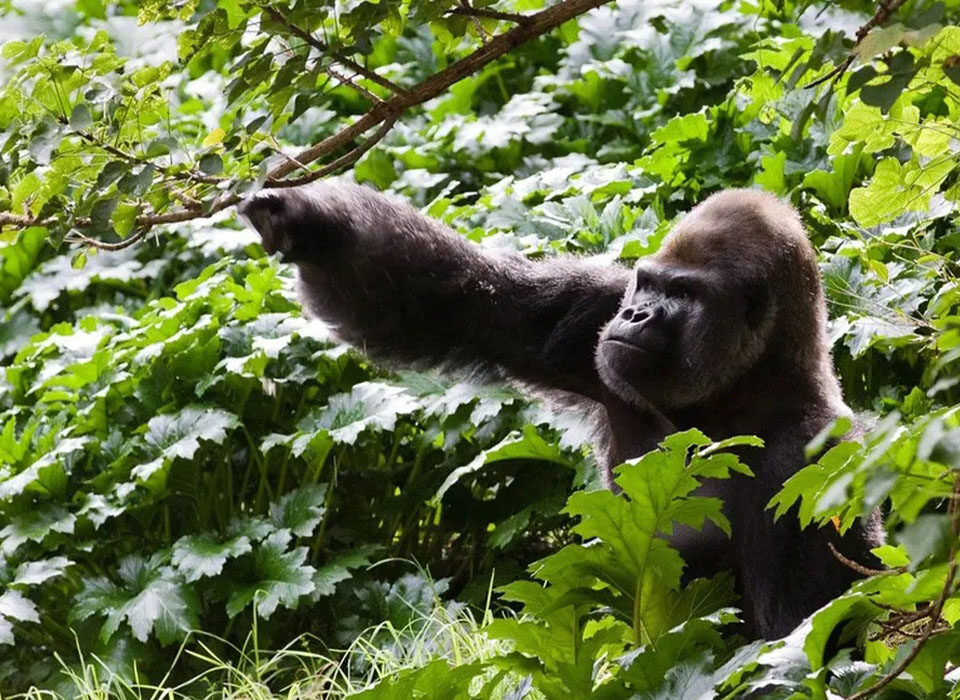 What Is the Most Aggressive Type of Gorilla?