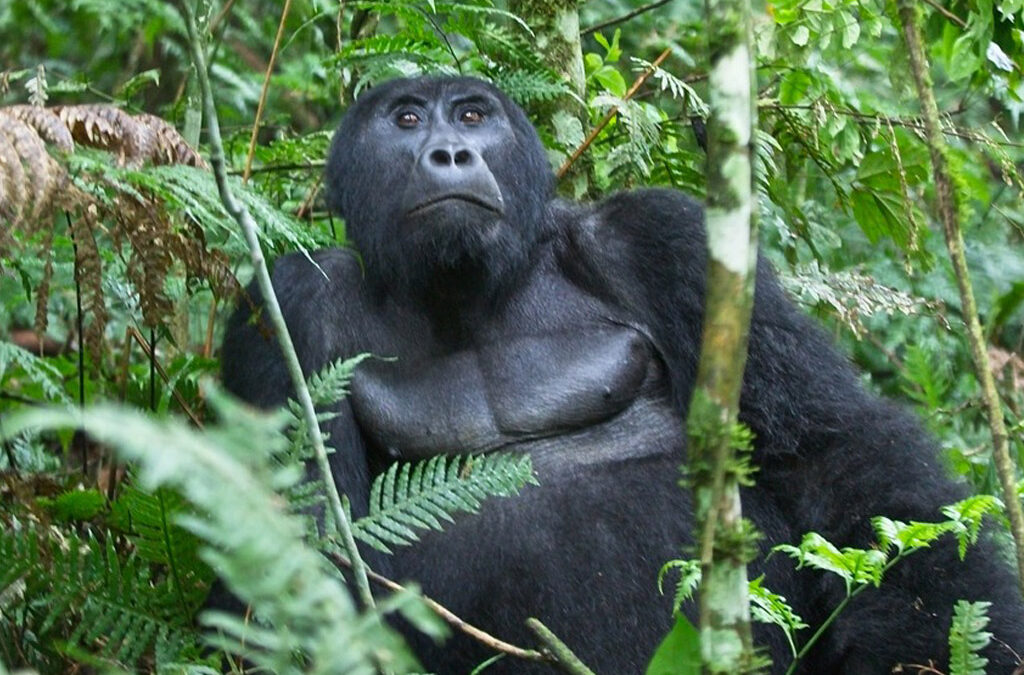 Chances of Seeing Mountain Gorillas in Bwindi and Rwanda