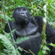 Chances of Seeing Mountain Gorillas in Bwindi and Rwanda