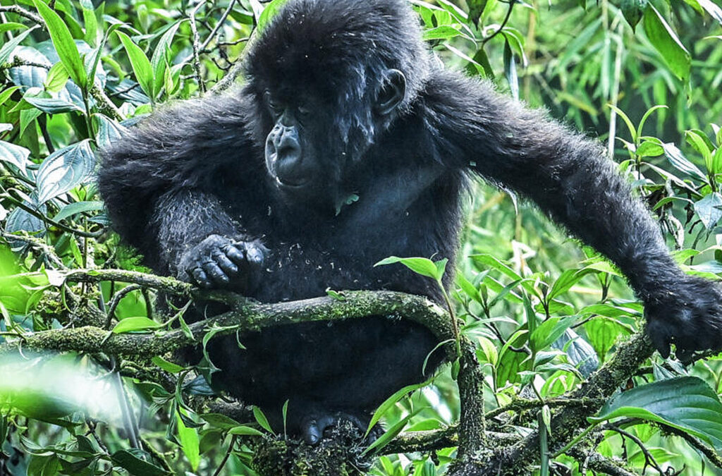 Do Mountain Gorillas Live in Families