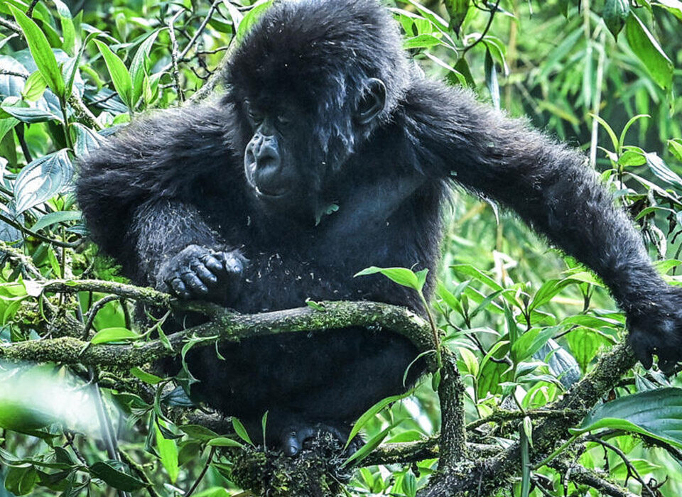 Do Mountain Gorillas Live in Families