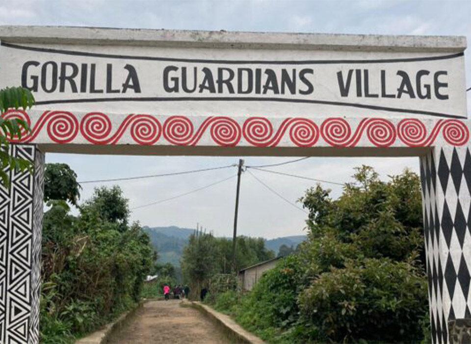 Gorilla Guardians Village Experience in Rwanda