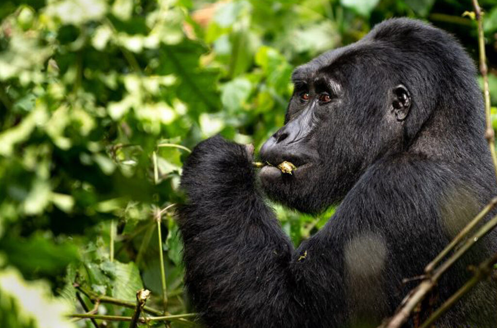 How to Pay for Gorilla Habituation Experience Permits in Installments