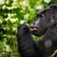 How to Pay for Gorilla Habituation Experience Permits in Installments