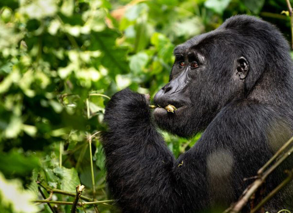 How to Pay for Gorilla Habituation Experience Permits in Installments