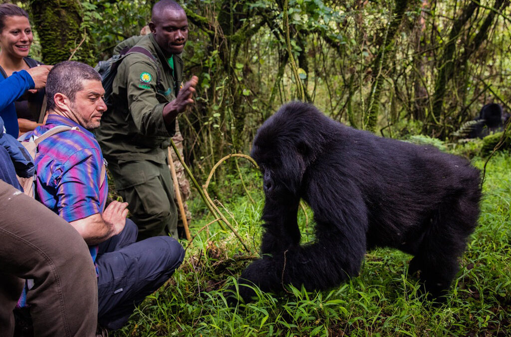 Common Reasons Why Gorillas Are Poached
