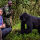 Common Reasons Why Gorillas Are Poached