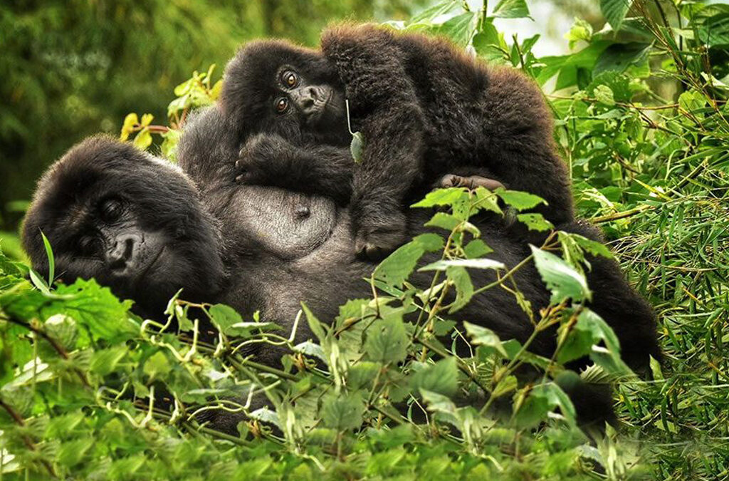 Safety and Security During Gorilla Trekking