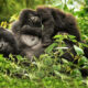 Safety and Security During Gorilla Trekking