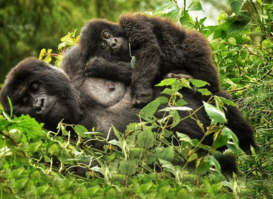 Safety and Security During Gorilla Trekking
