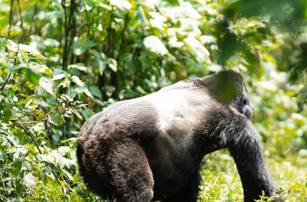 Comparative Analysis of Gorilla Trekking Tours in Rwanda and Uganda