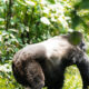 Comparative Analysis of Gorilla Trekking Tours in Rwanda and Uganda