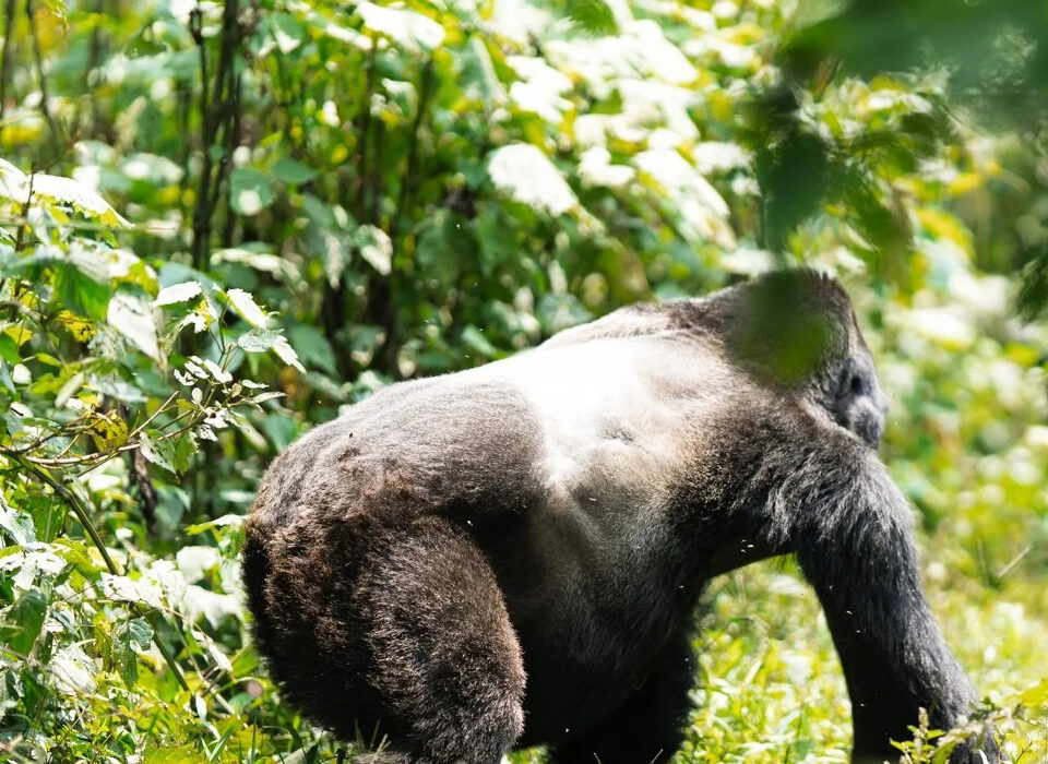 Comparative Analysis of Gorilla Trekking Tours in Rwanda and Uganda