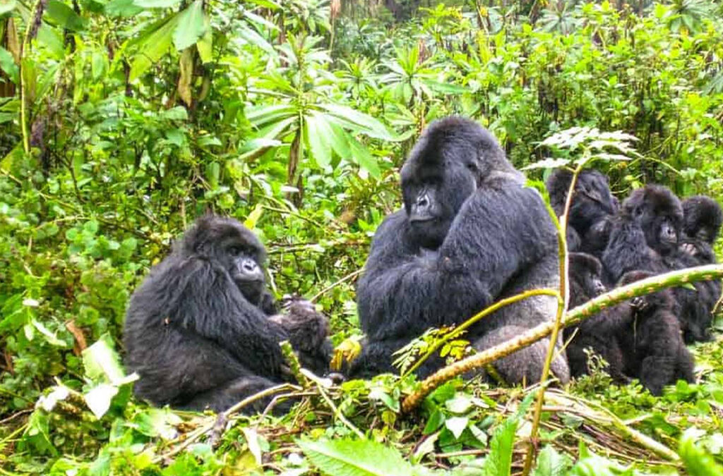 Are There Gorillas in Kenya?
