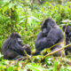 Are There Gorillas in Kenya?