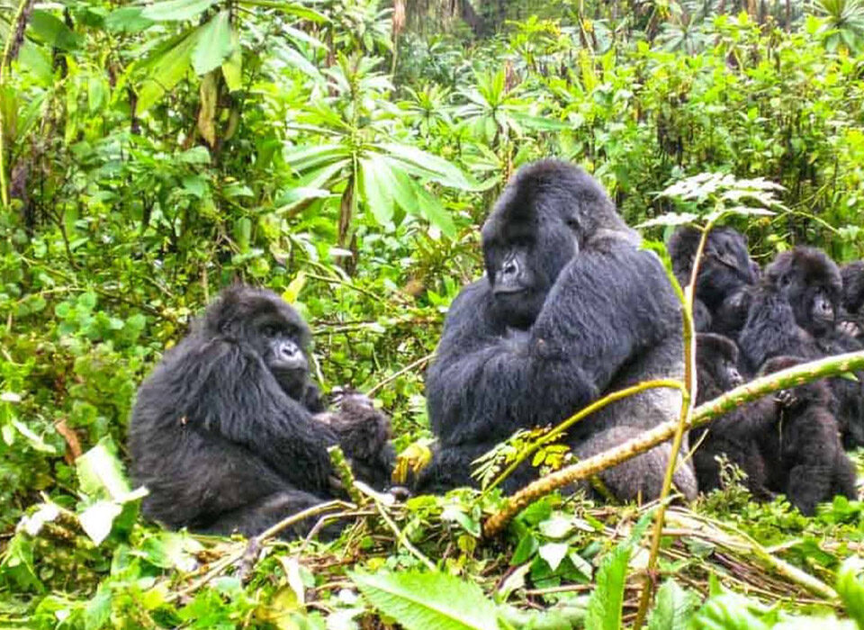 Are There Gorillas in Kenya?