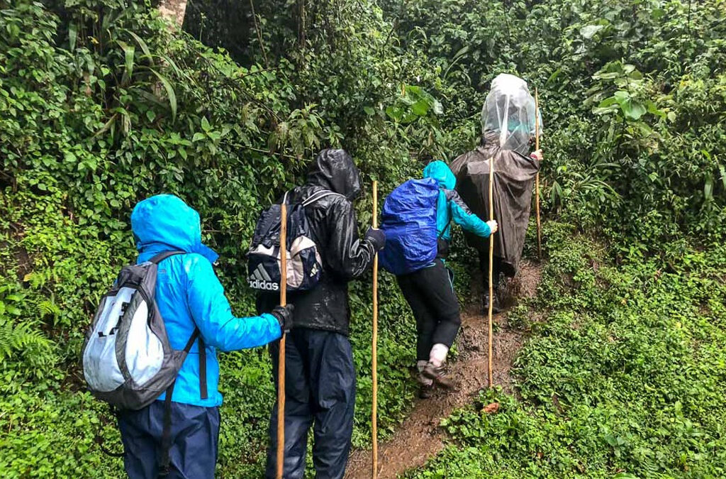 Gorilla Trekking During the Rainy Season?