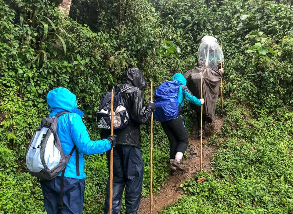 Gorilla Trekking During the Rainy Season?